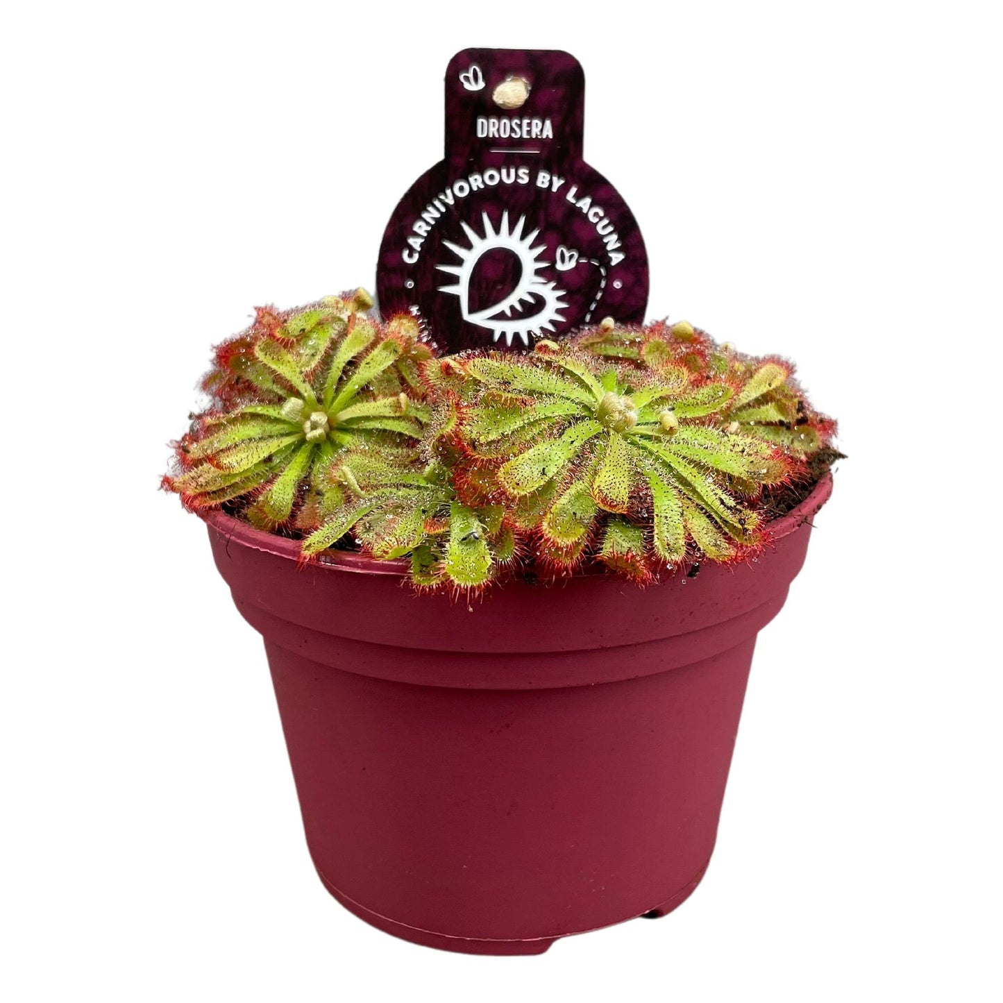 Drosera aliciae 12cm 12cm Pot