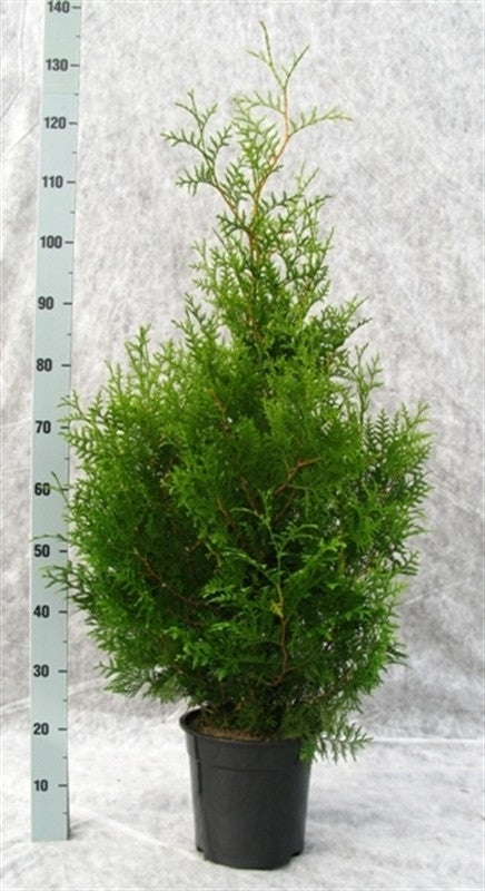 Thuja occidentalis Brabant 130cm 24cm Pot