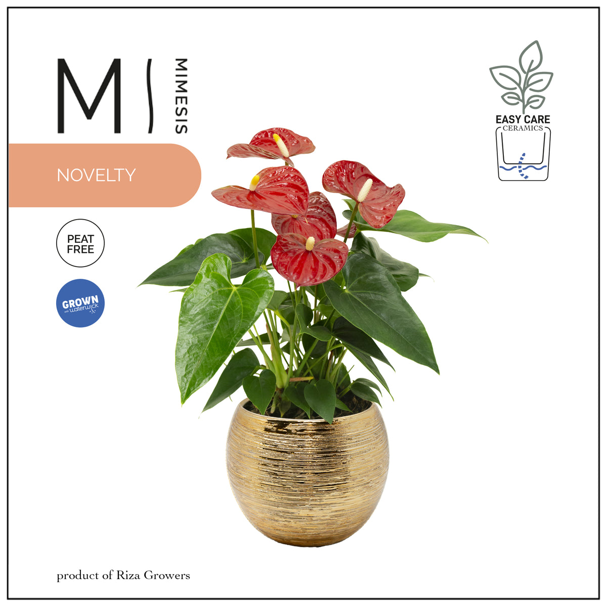 Anthurium Karma Red 45cm 12cm Pot