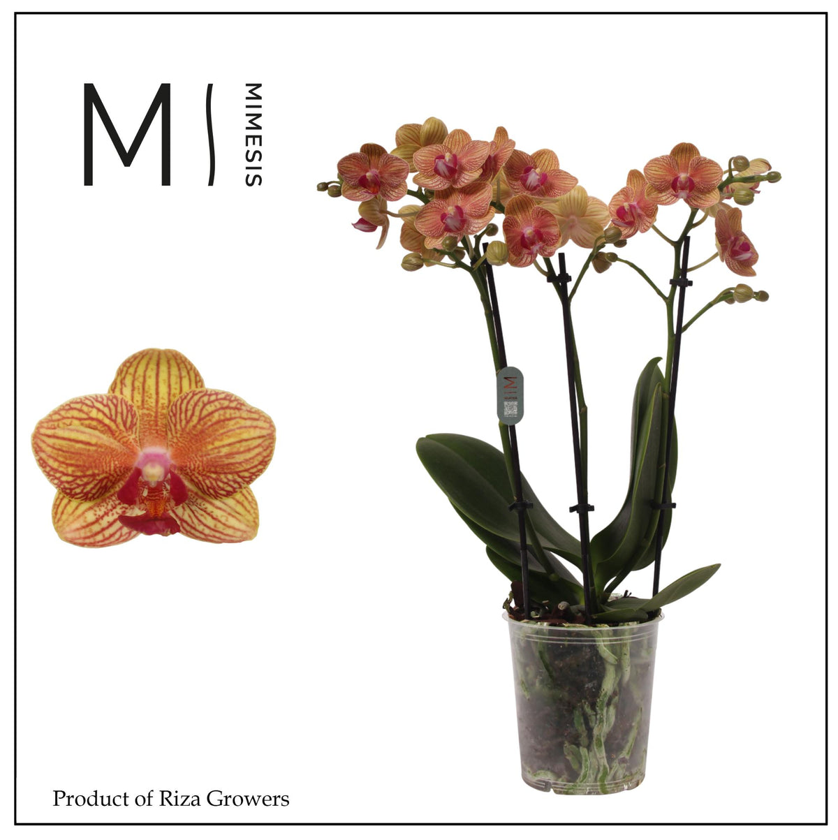 Phalaenopsis mf. Penny Love 50cm 12cm Pot