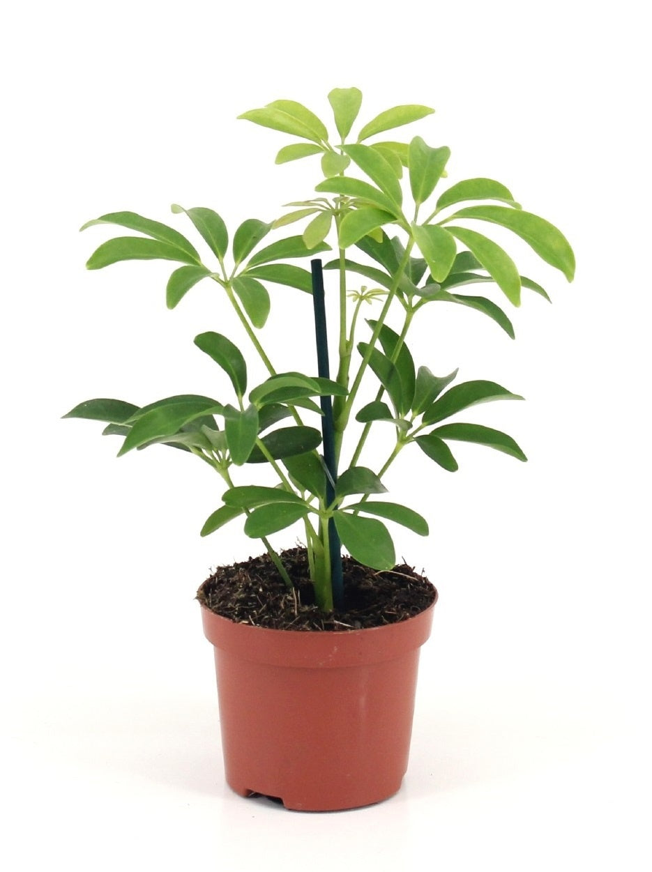 Schefflera Luseana 20cm 9cm Pot