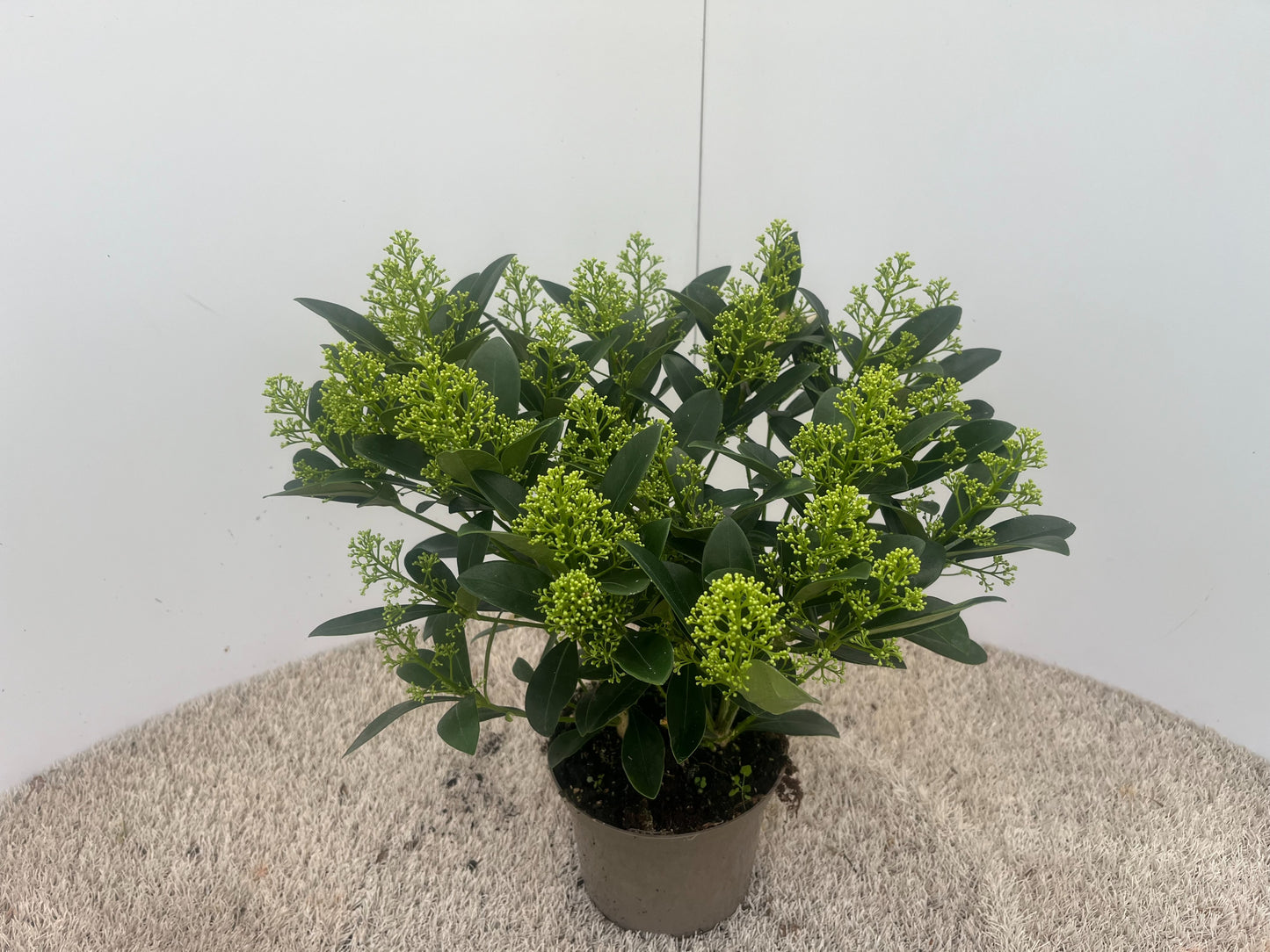 Skimmia japonica Finchy 45cm 17cm Pot