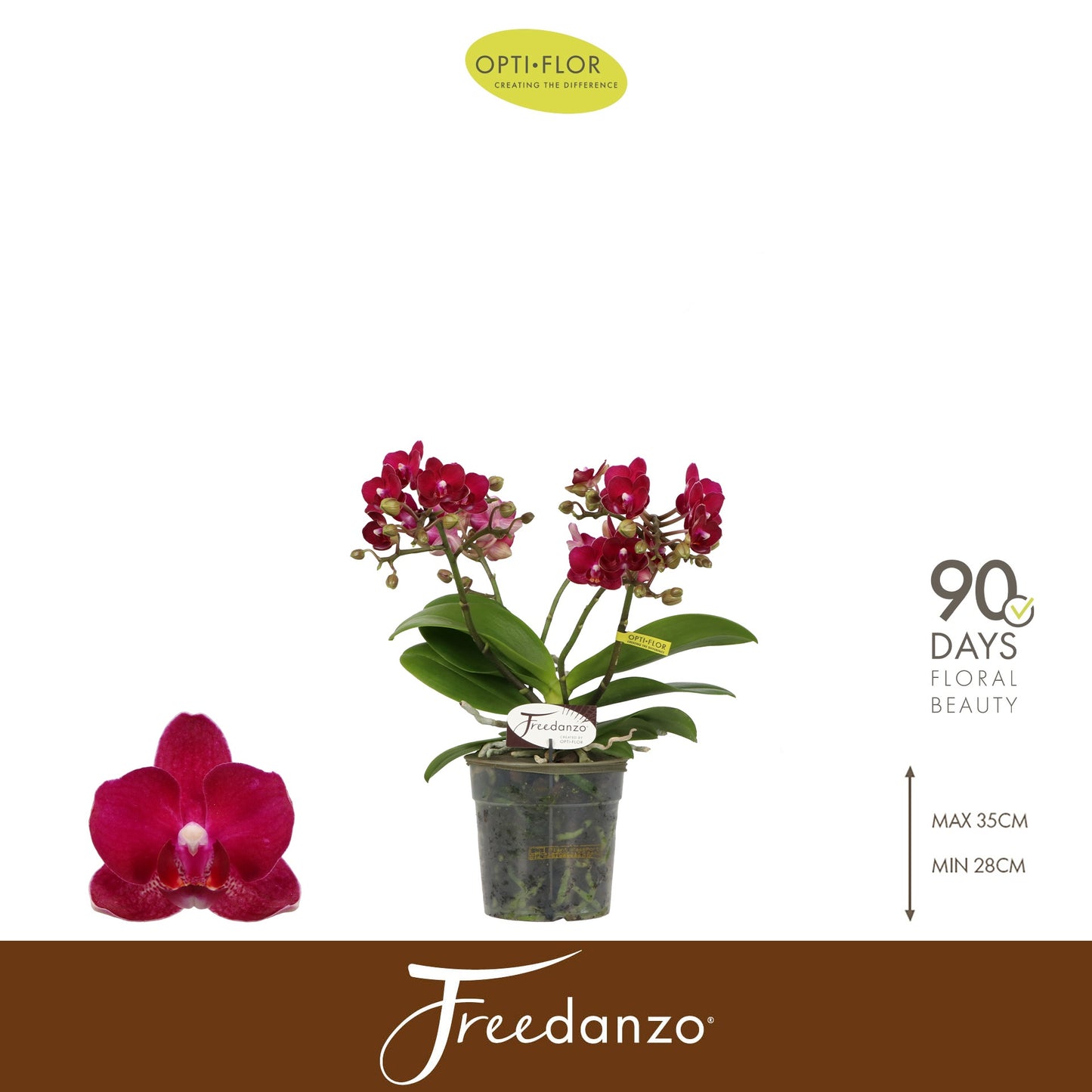 Opti-Flor Phalaenopsis Freedanzo Sparrow Pack of 6