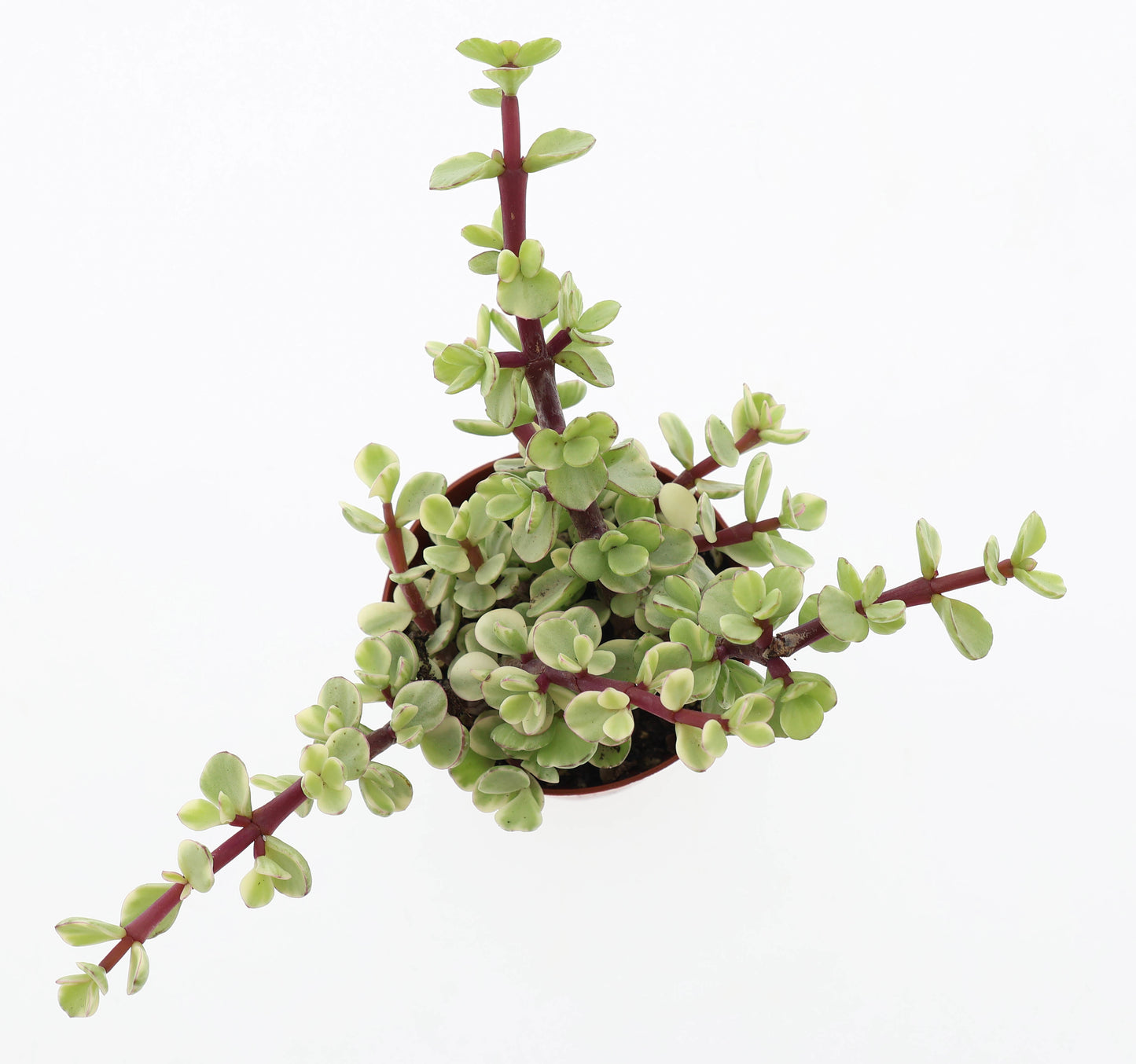 Portulacaria afra variegata 12cm 8.5cm Pot