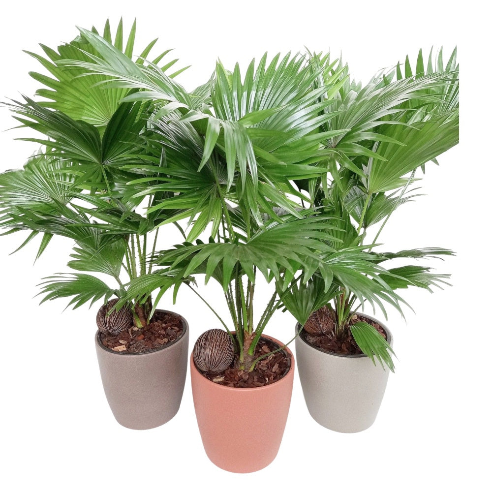 Livistona rotundifolia 60cm 18cm Pot