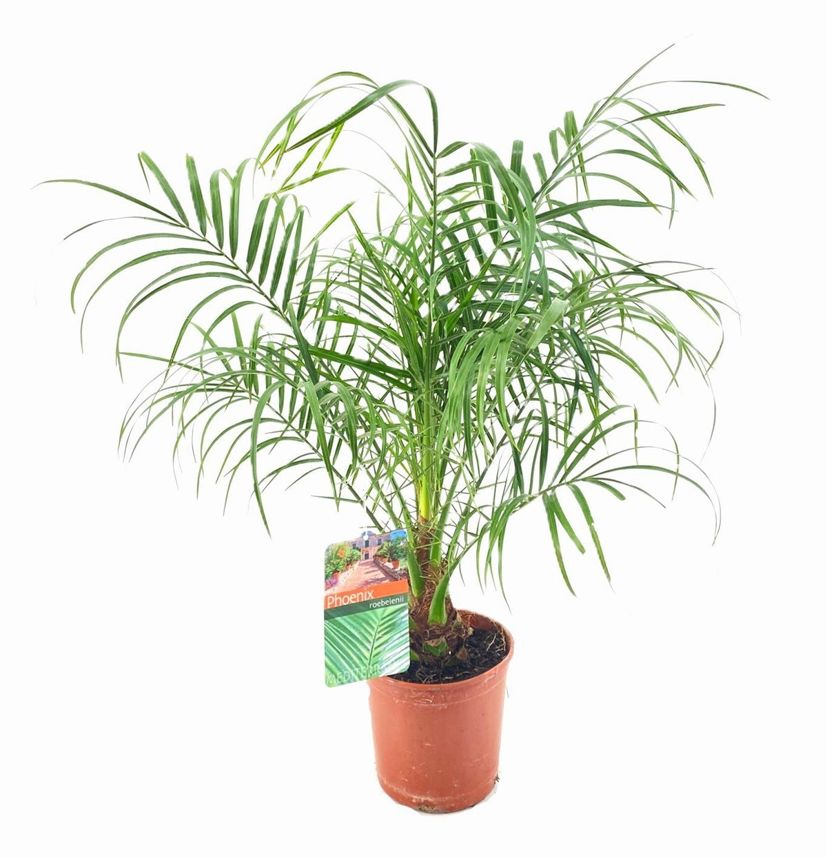 Phoenix roebelenii 90cm 17cm Pot