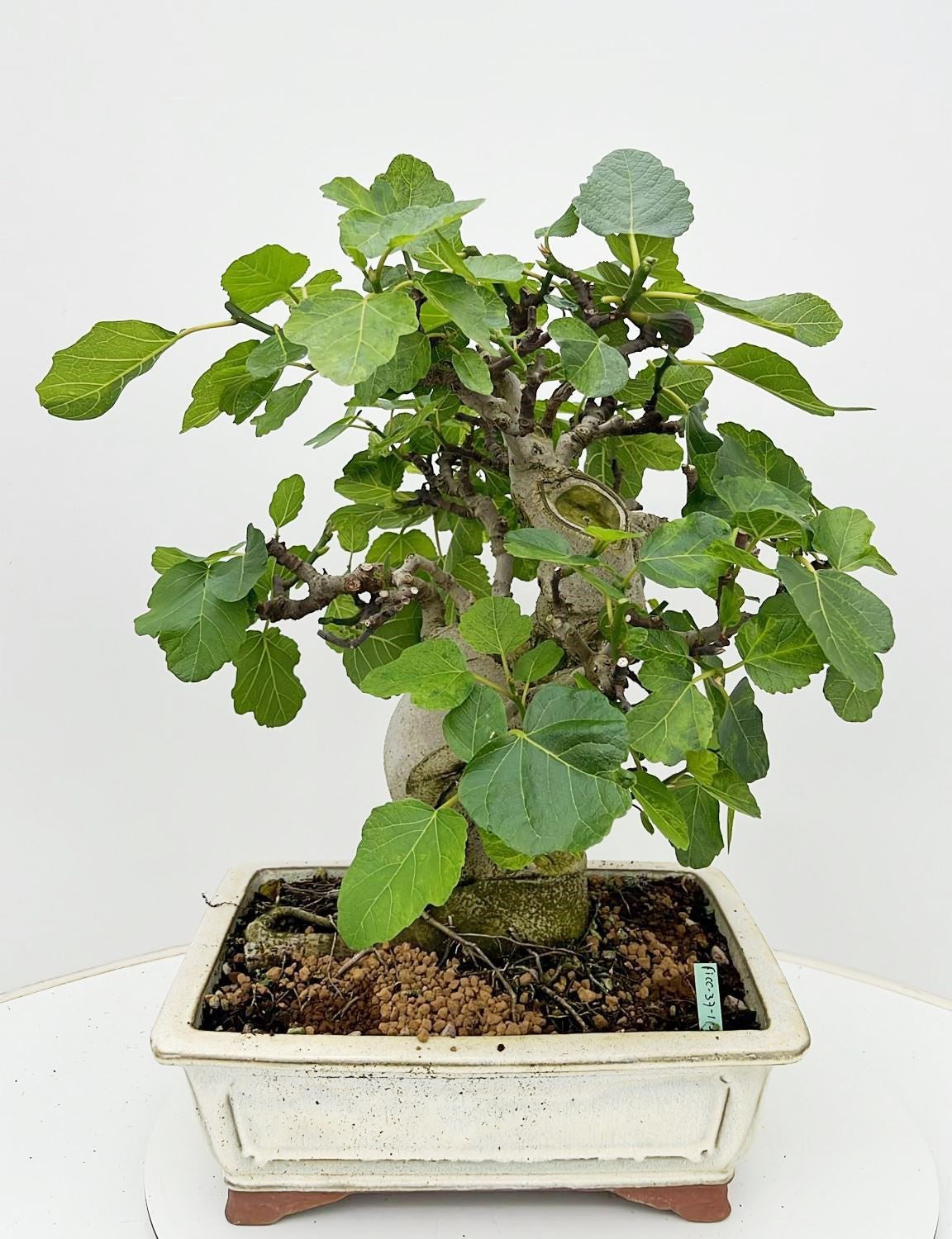 Bonsai Metasequoia Forest 65cm 37cm Pot
