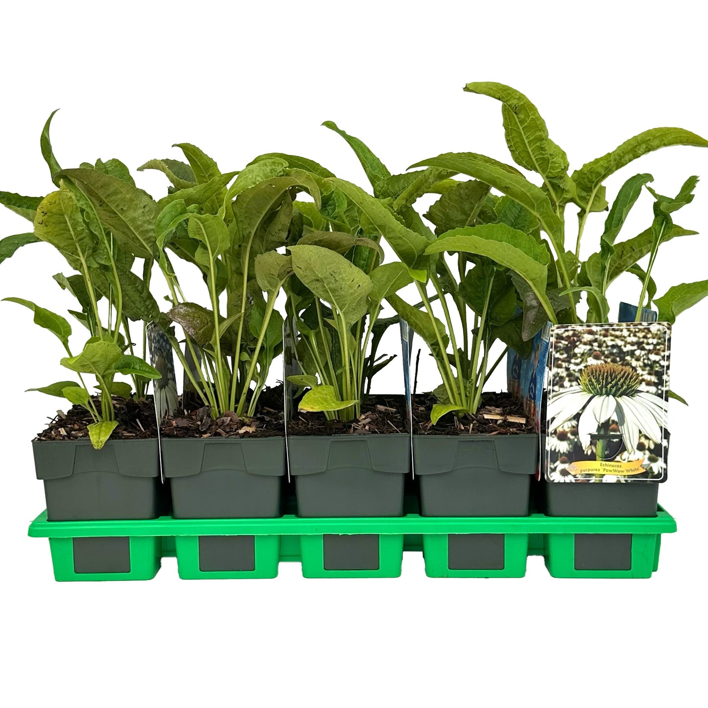 Echinacea pur. Powwow White 25cm 11cm Pot