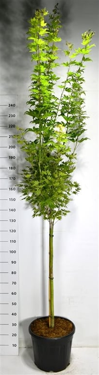 Acer Jordan 300cm 40cm Pot