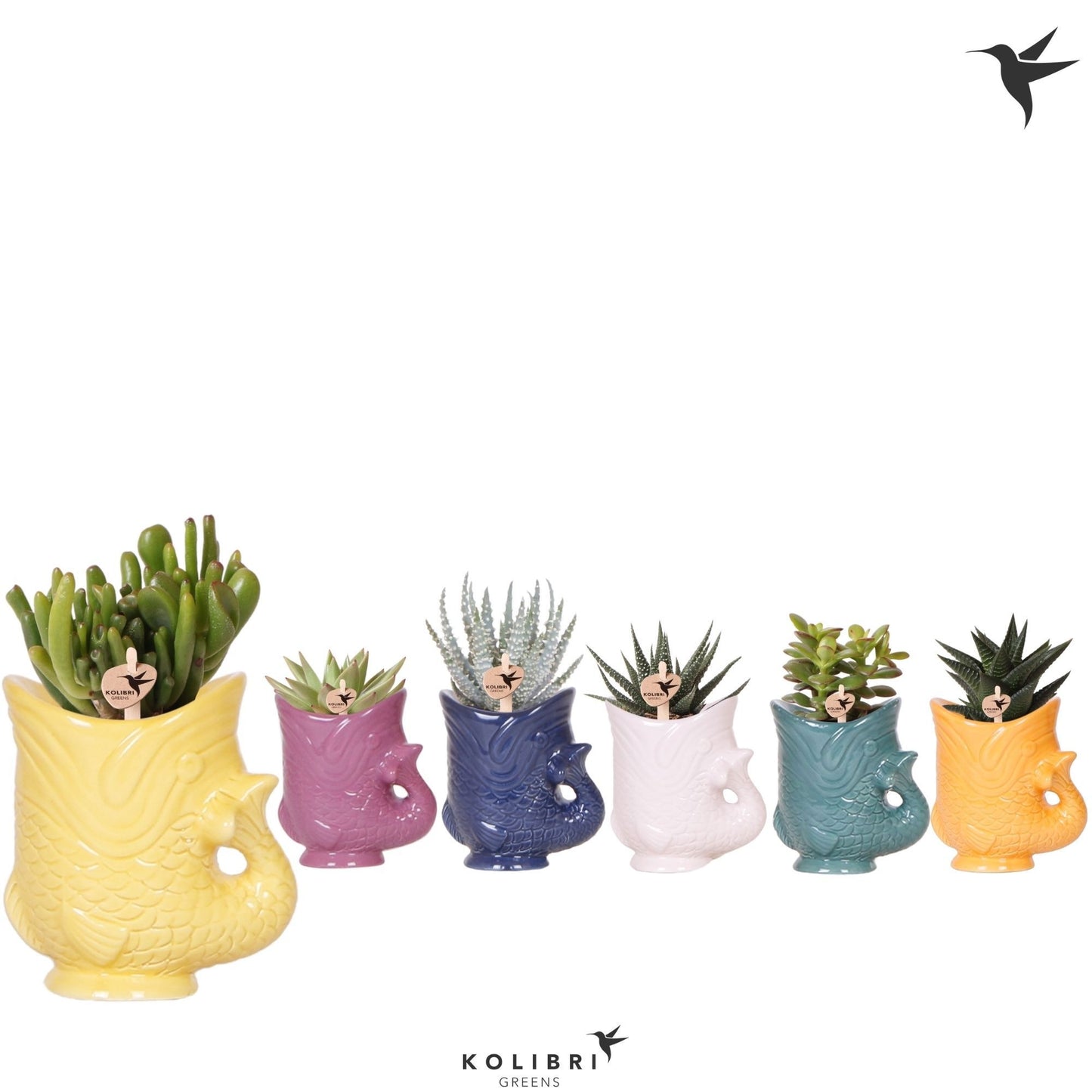 Succulent mix 16cm 6cm Pot