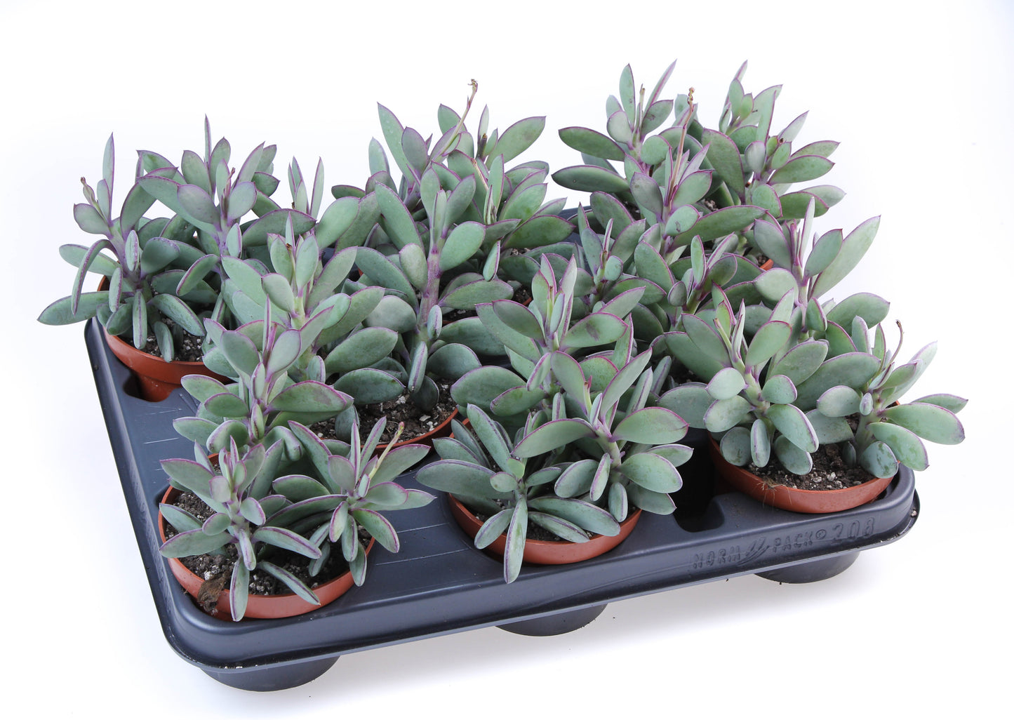 Senecio crassissimus 15cm 510cm Pot
