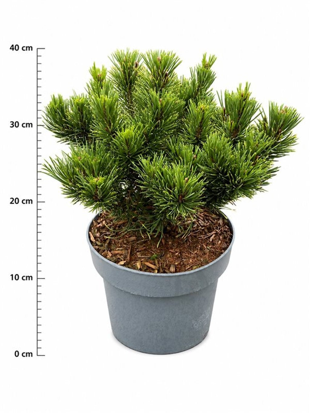 Pinus hybrid 40cm 23cm Pot