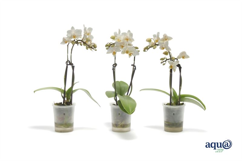 Phalaenopsis hybrid 17cm 6cm Pot
