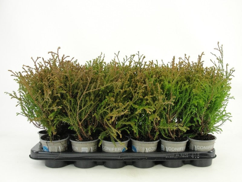 Thuja occidentalis Mr. Bowling Ball 15cm 9cm Pot