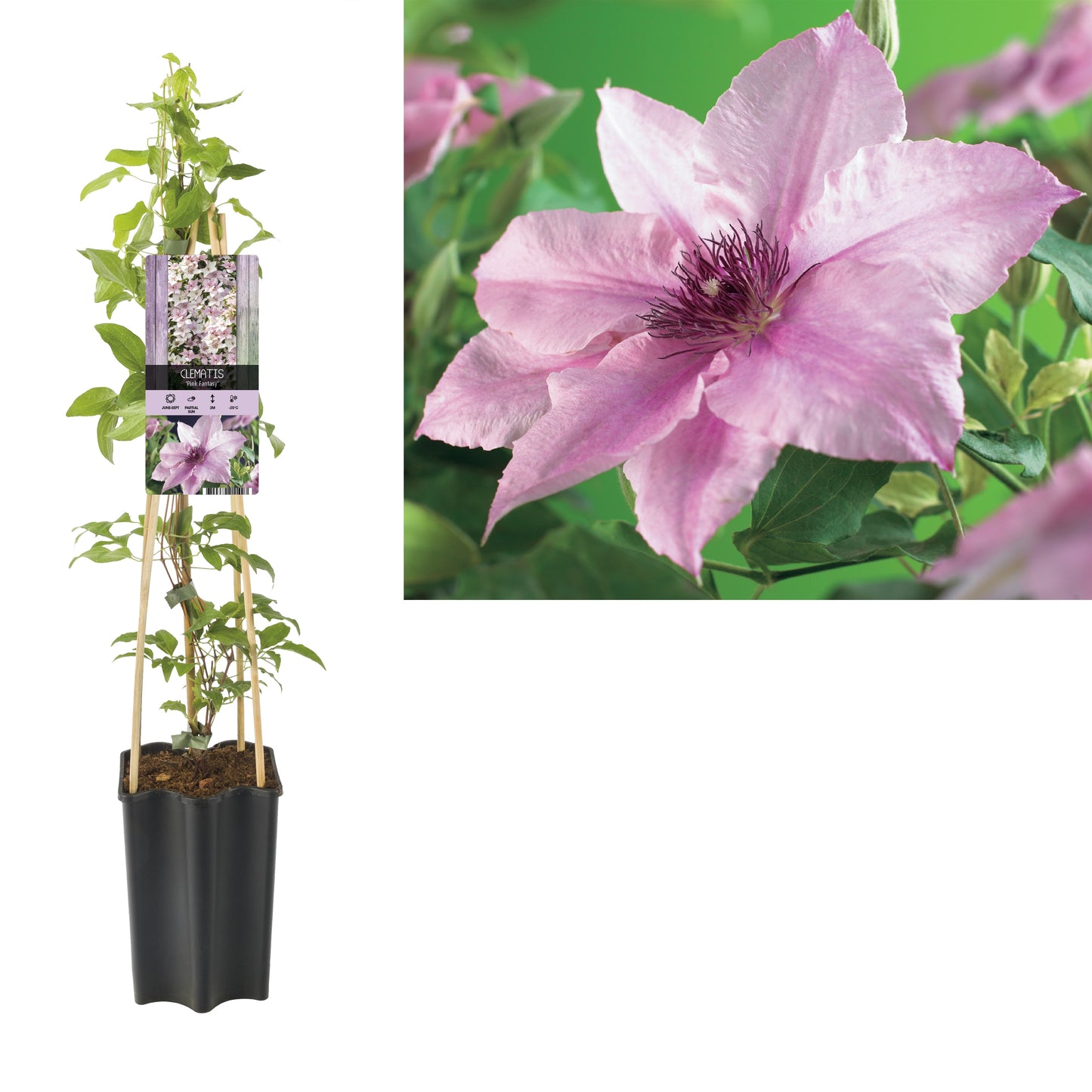 Clematis Pink Fantasy 65cm 15cm Pot