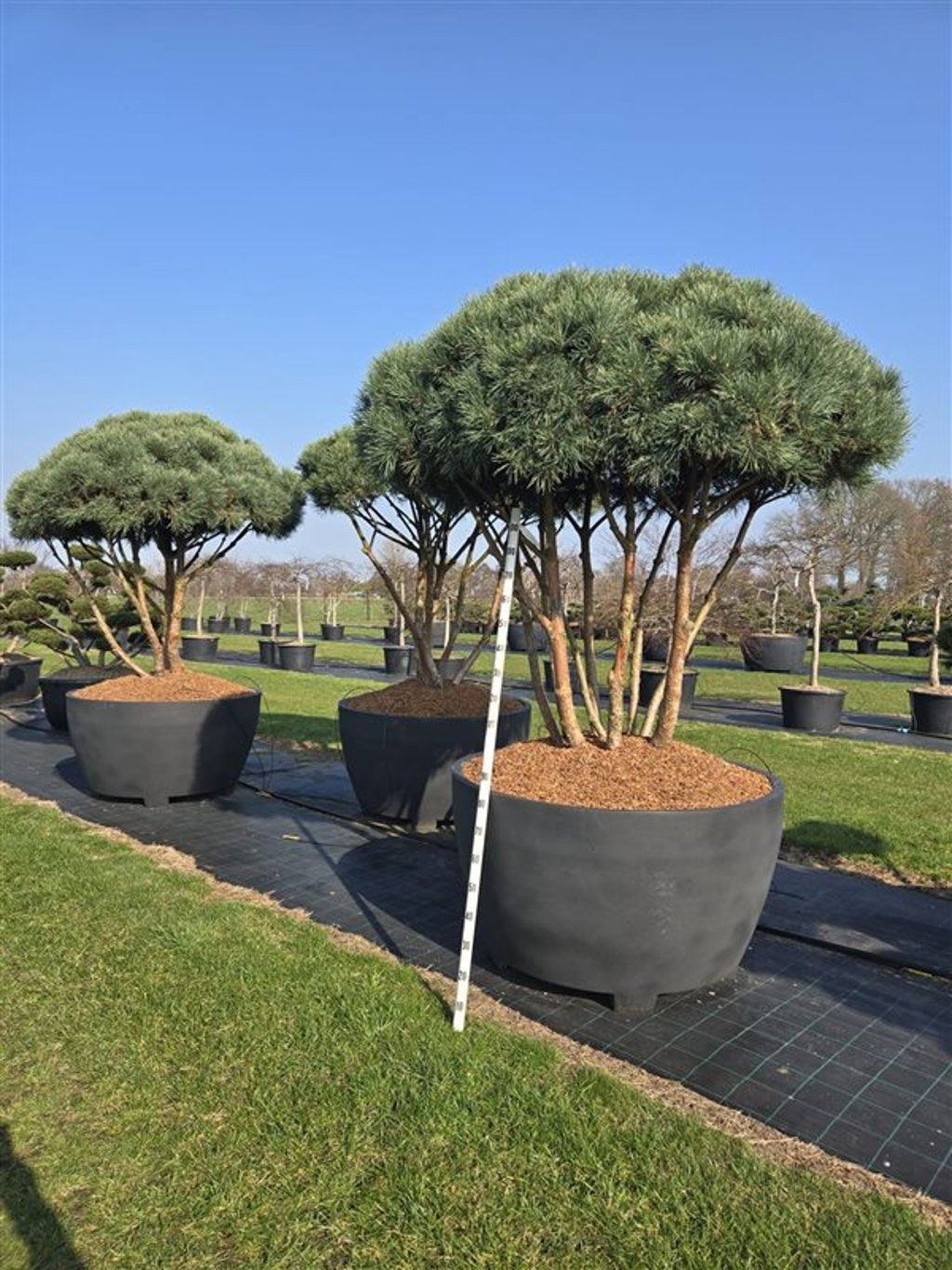 Pinus sylvestris Watereri 300cm 140cm Pot