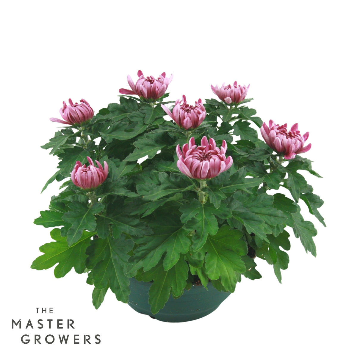 Chrysanthemum Cosmo Purple 32cm 23cm Pot