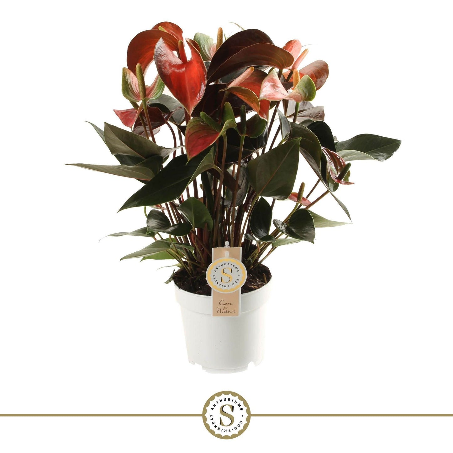 Anthurium Rainbow Champion 50cm 14cm Pot
