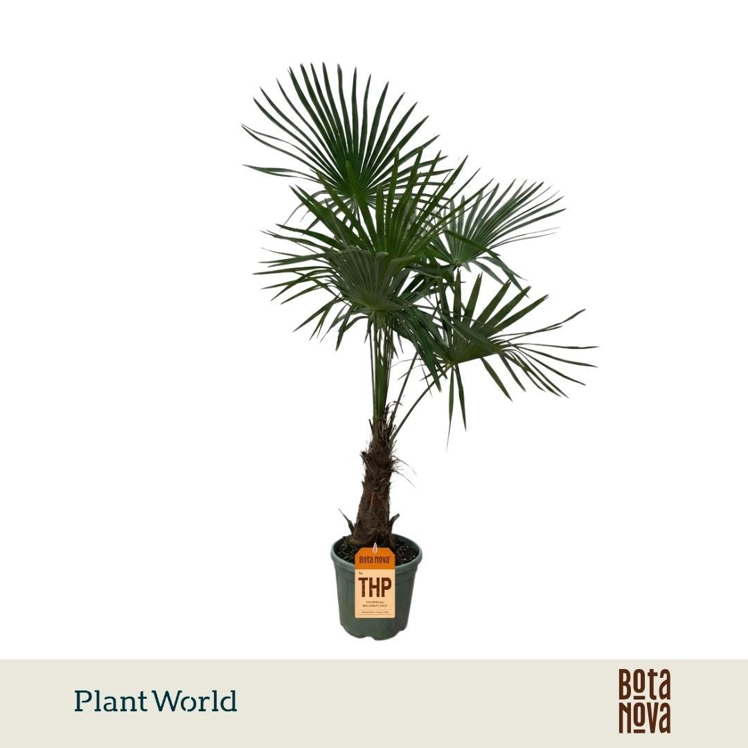 Trachycarpus fortunei 170cm 30cm Pot
