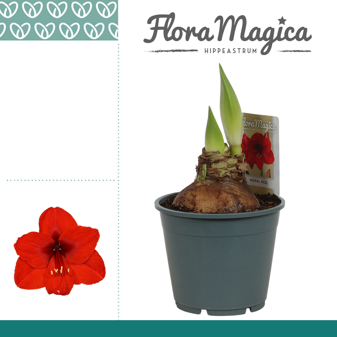 Hippeastrum red 25cm 14cm Pot
