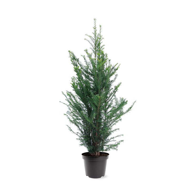 Taxus baccata 100cm 26cm Pot