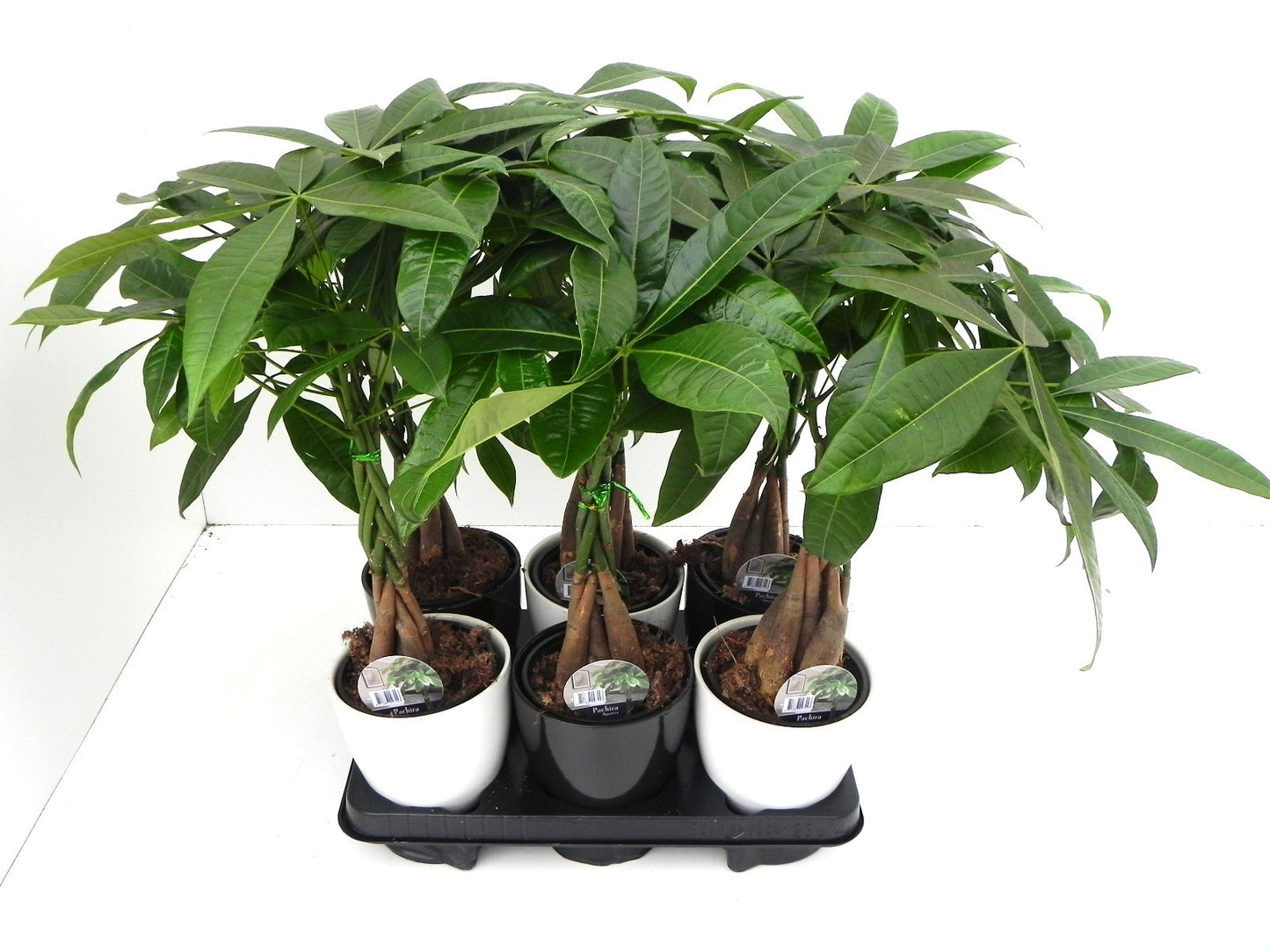 Pachira aquatica 40cm 13cm Pot