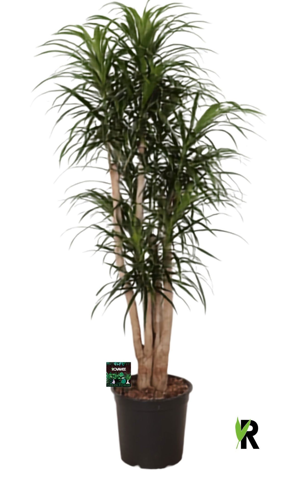 Dracaena ref. Anita 150cm 27cm Pot