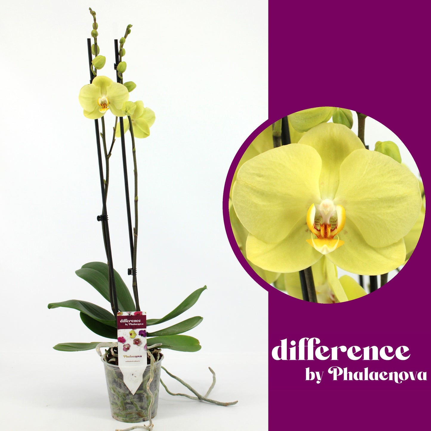 Phalaenopsis Yara 60cm 12cm Pot