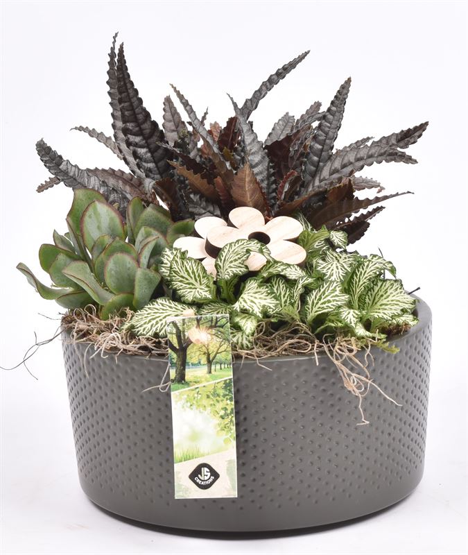 Indoor arrangement 18cm Pot