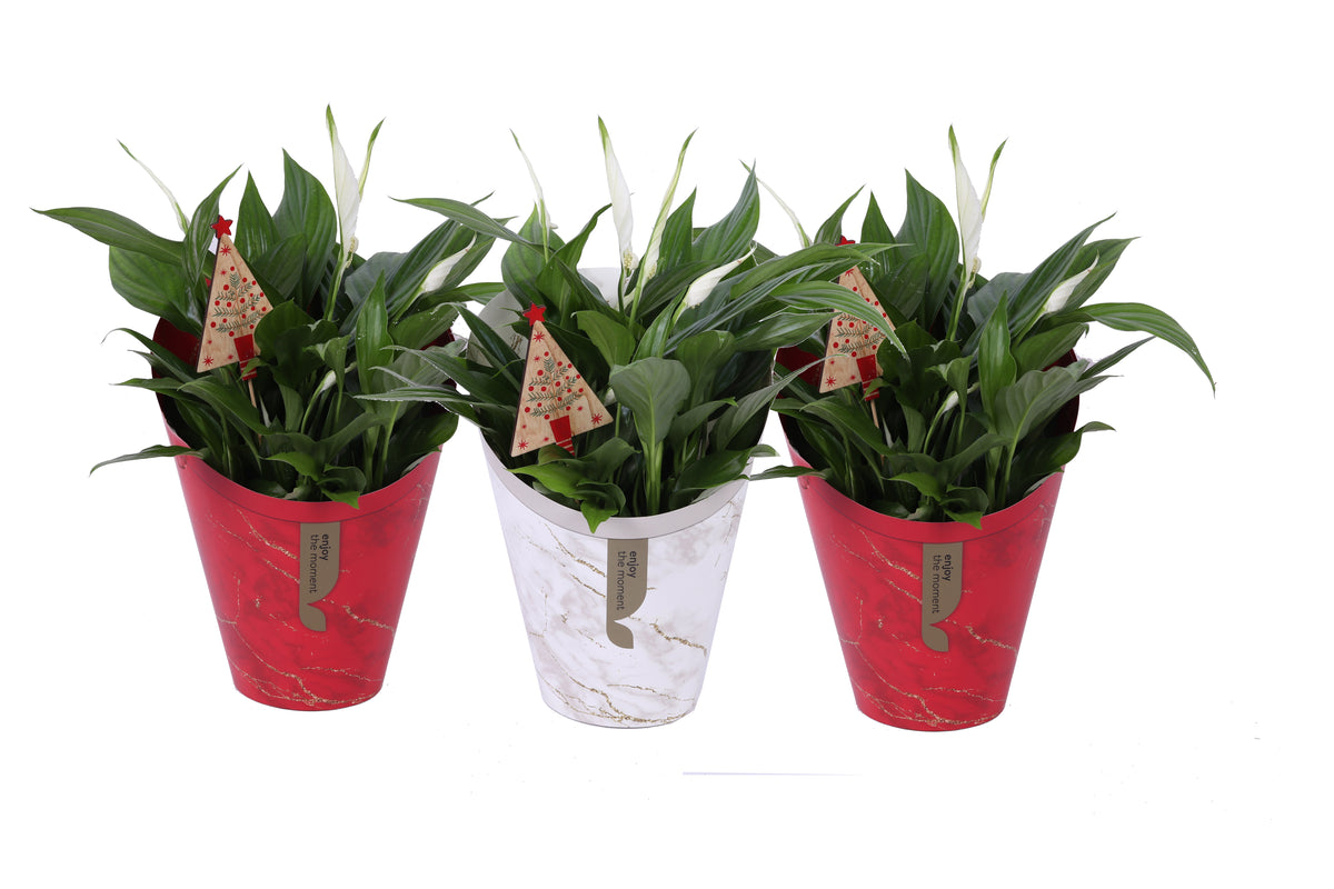 Spathiphyllum Pearl Cupido 45cm 15cm Pot
