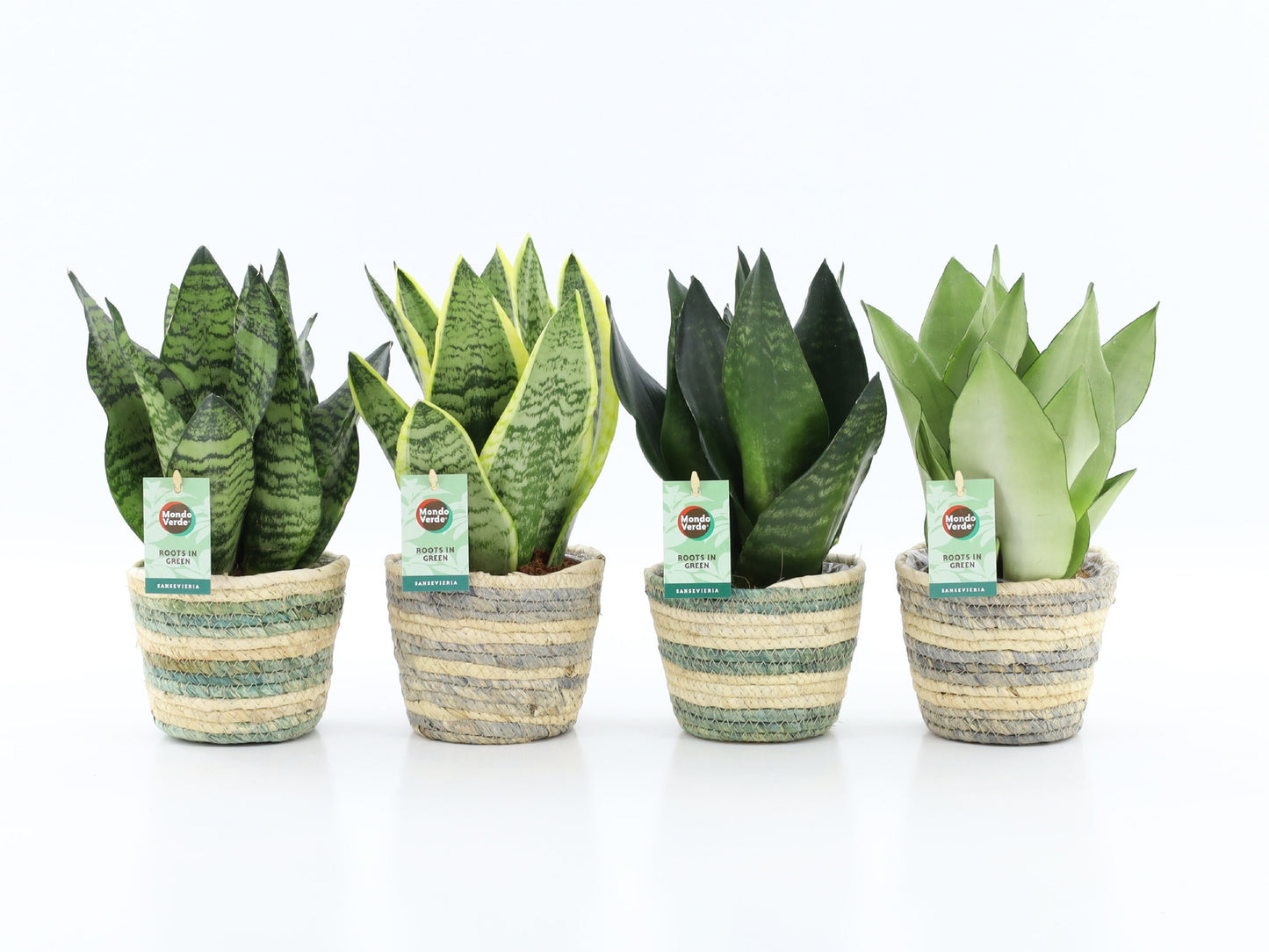 Sansevieria 35cm 14cm Pot