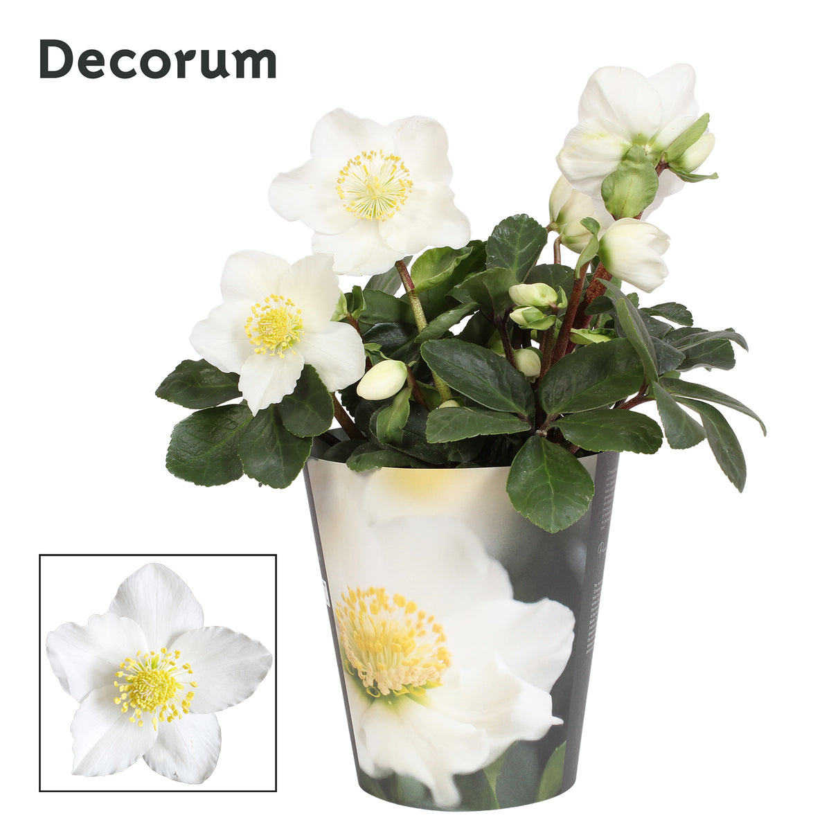 Helleborus niger Christmas Carol 22cm 12cm Pot