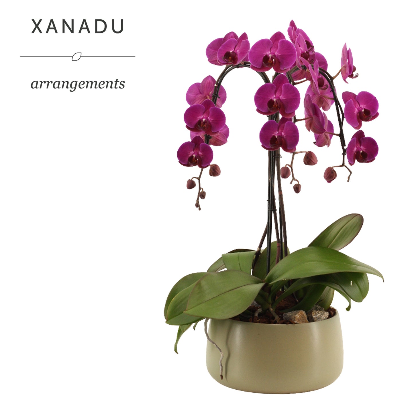 Xanadu Nicosia 60cm 24cm Pot