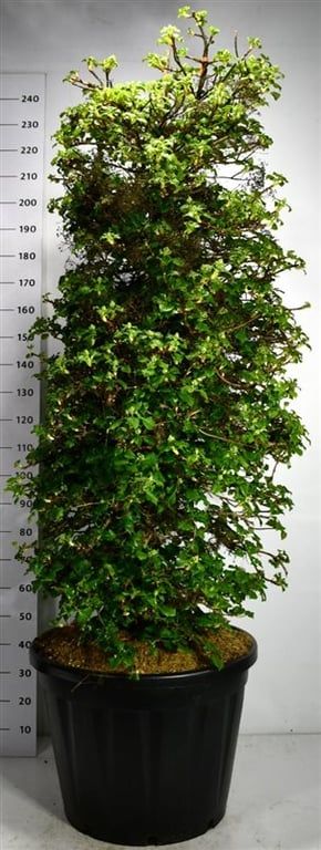 Hydrangea petiolaris 240cm 65cm Pot