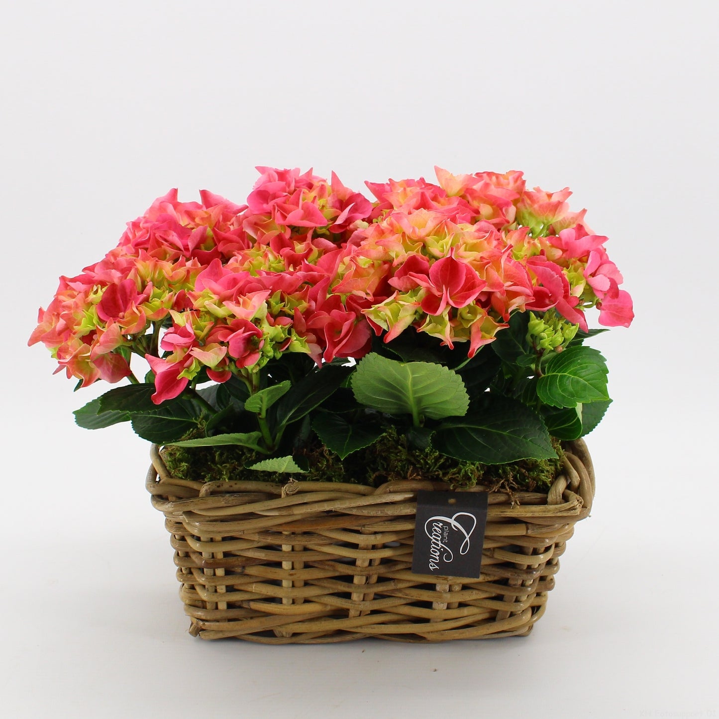 Hydrangea arrangement 30cm 27cm Pot