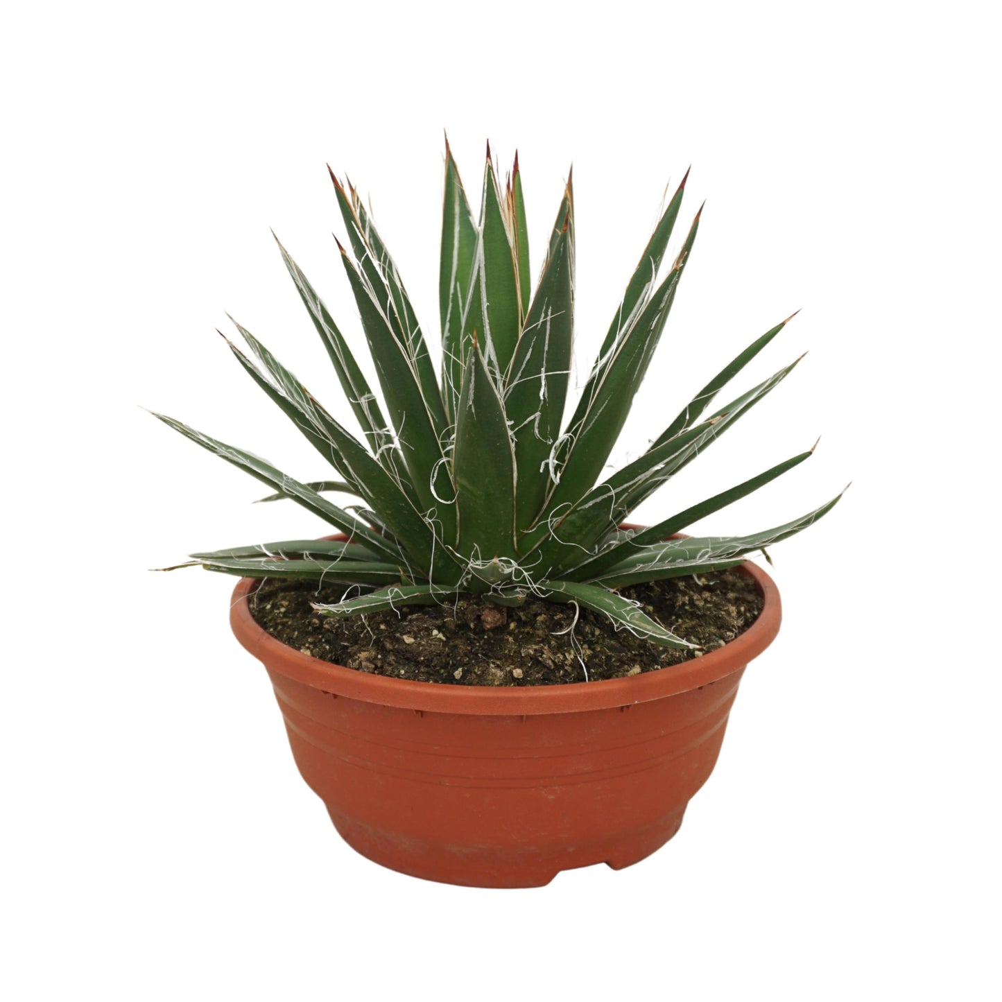Ubink BV, hkw. Agave filifera Pack of 2