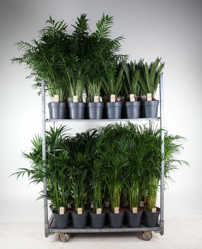 Foliage houseplants mix 100cm 21cm Pot