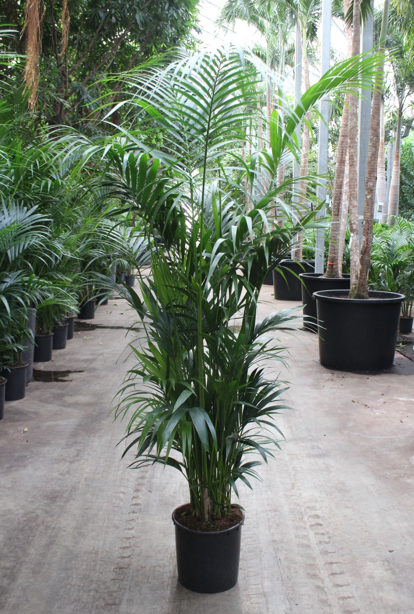 Howea forsteriana 220cm 34cm Pot