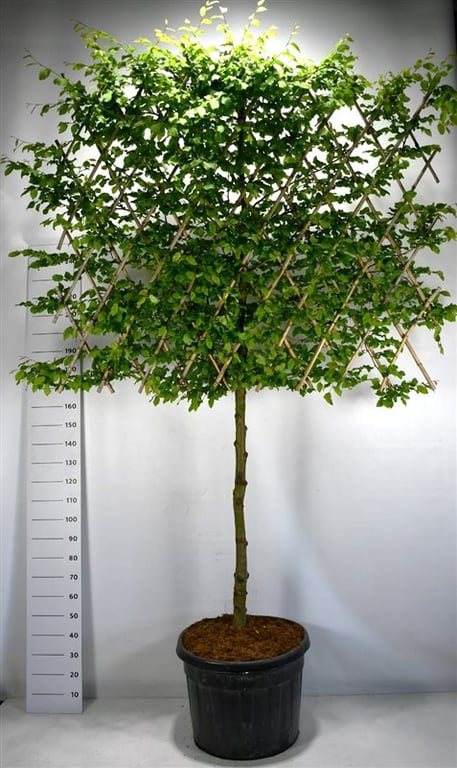 Carpinus betulus 325cm 60cm Pot
