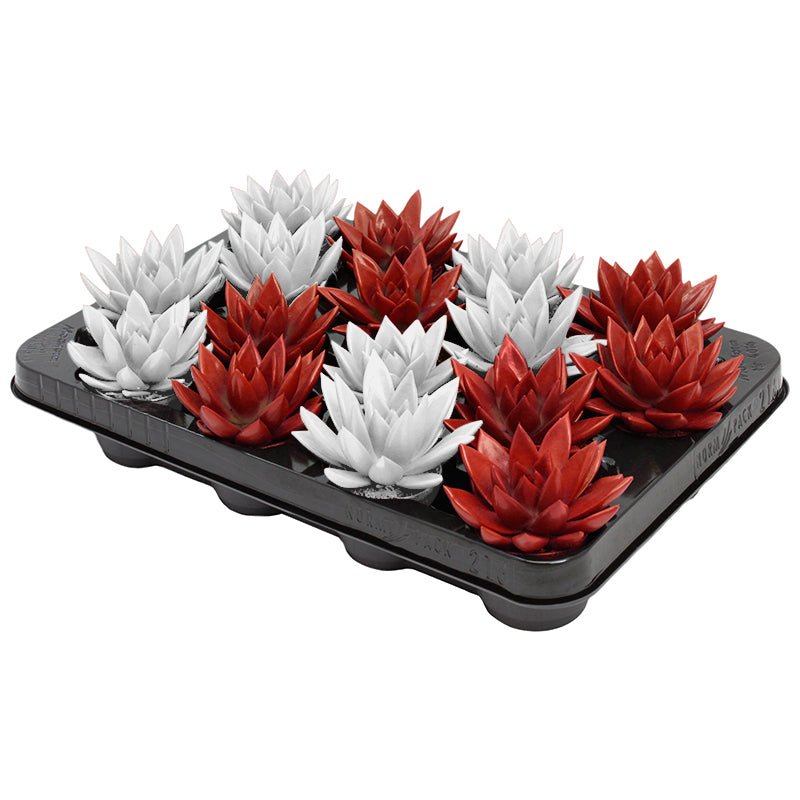 Echeveria colored bicolor red/white 8cm 6cm Pot