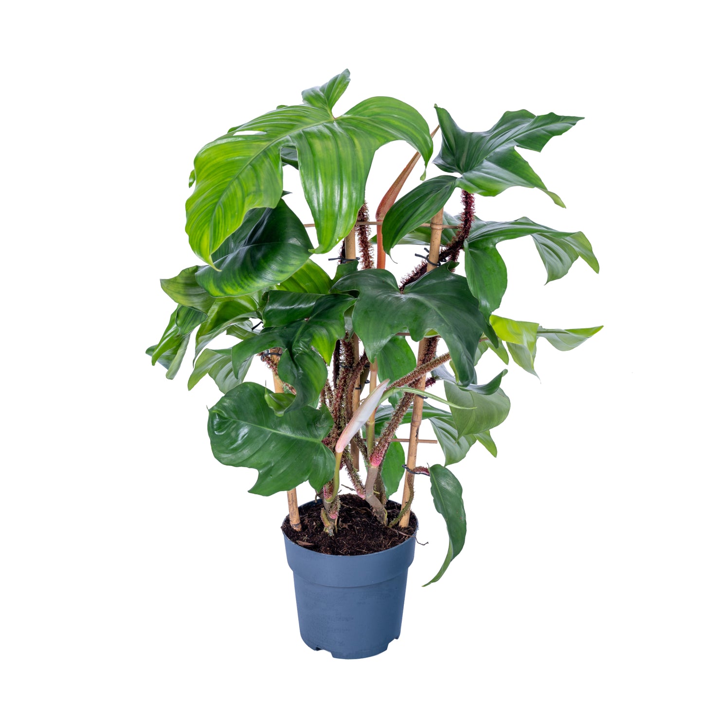 Philodendron Squamiferum 65cm 17cm Pot