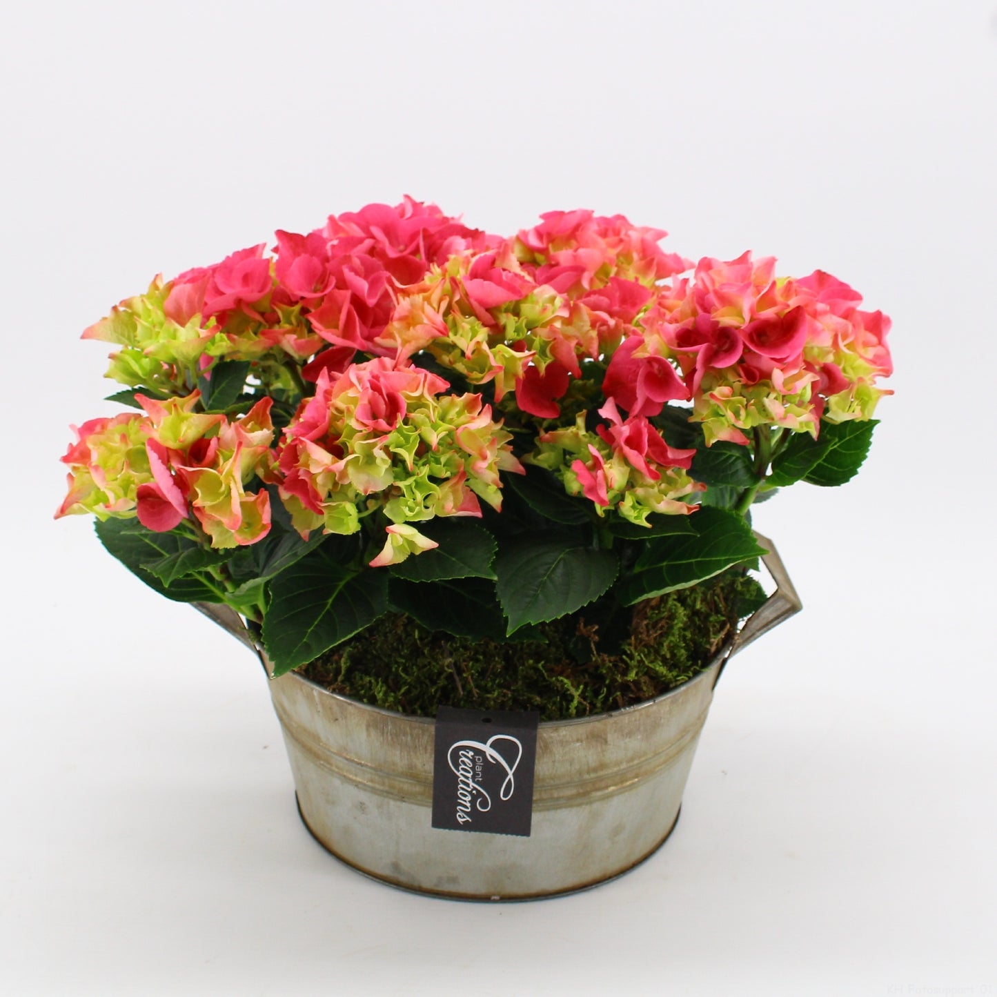KHCR-2614RZ Hydrangea creations 30cm 23cm Pot