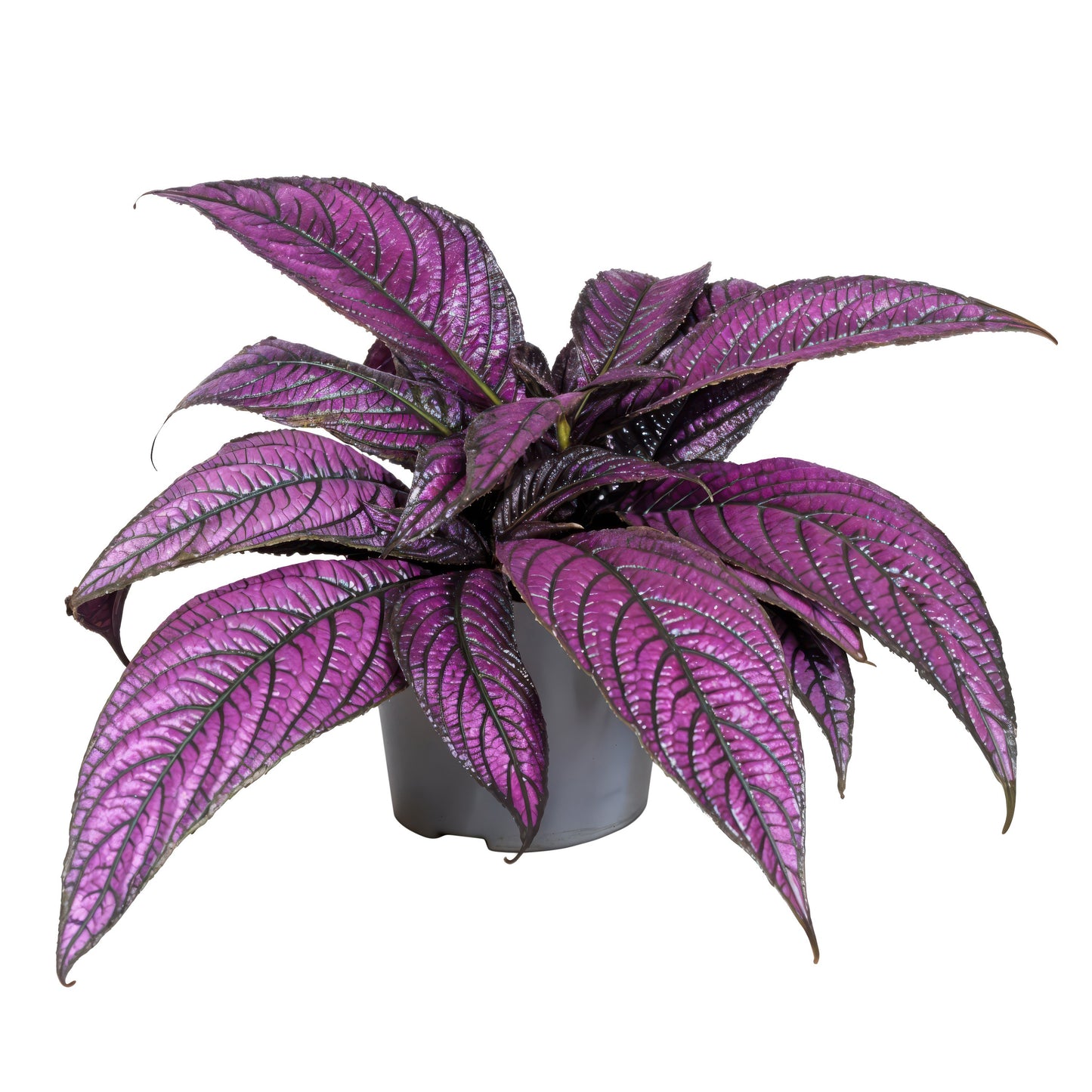Strobilanthes dye. Metallica 20cm 13cm Pot