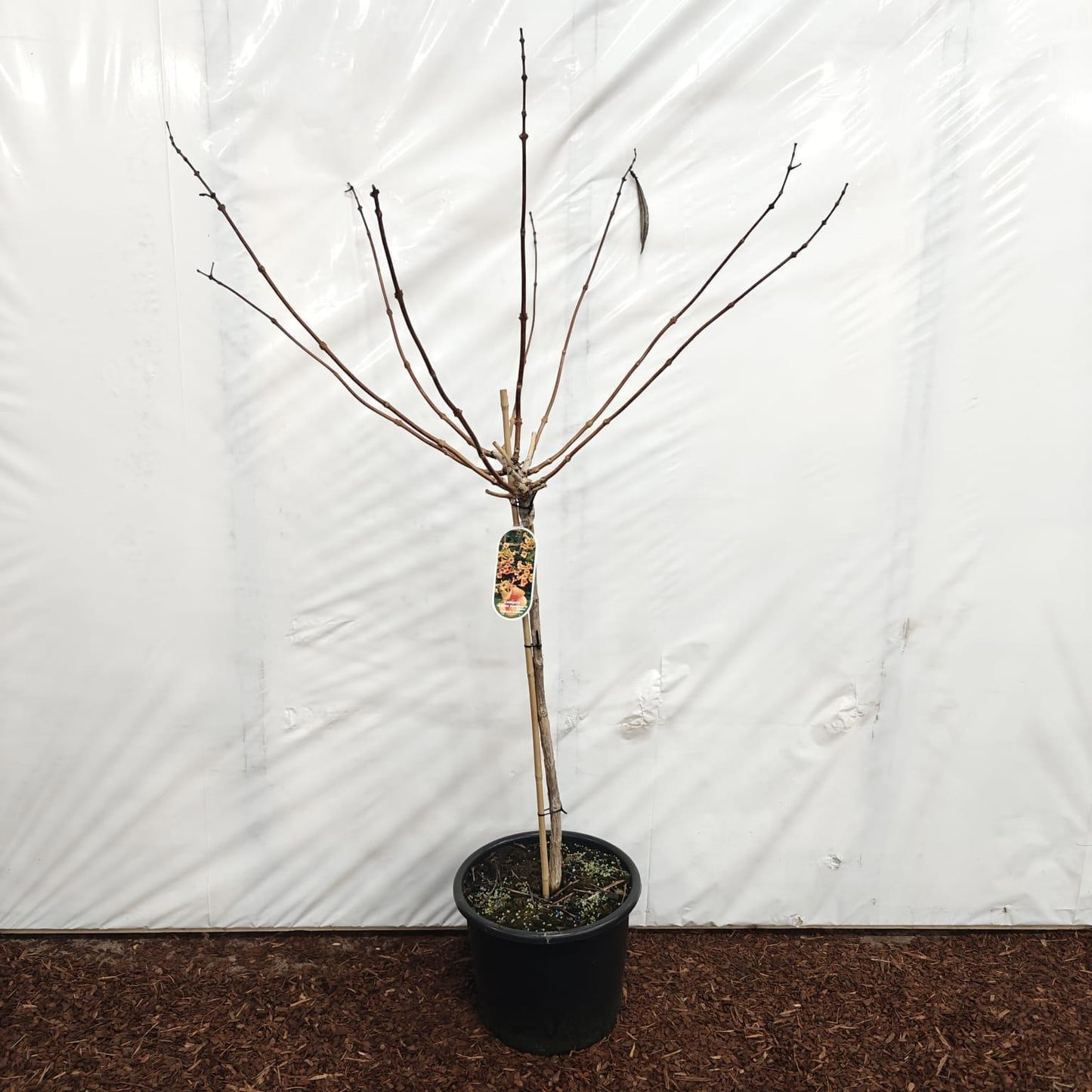 Campsis tag. Indian Summer 150cm 32cm Pot