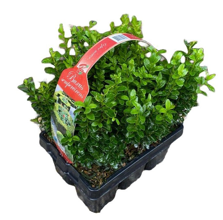 Buxus sempervirens ball 35cm 1cm Pot