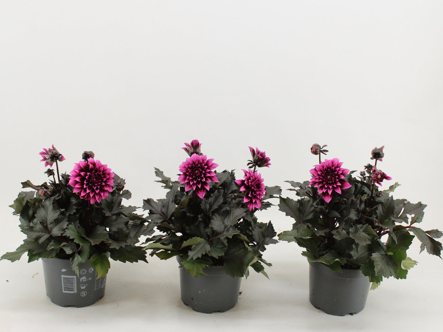 Dahlia Gardenetta Lavender 45cm 17cm Pot