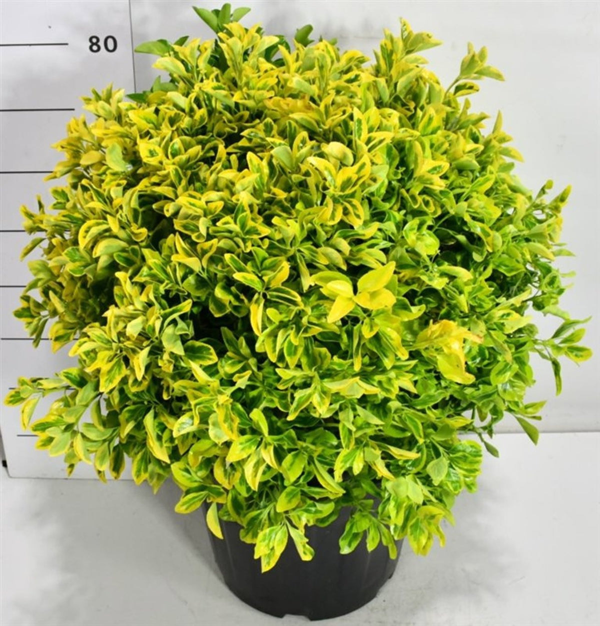 Euonymus Aureus 90cm 40cm Pot