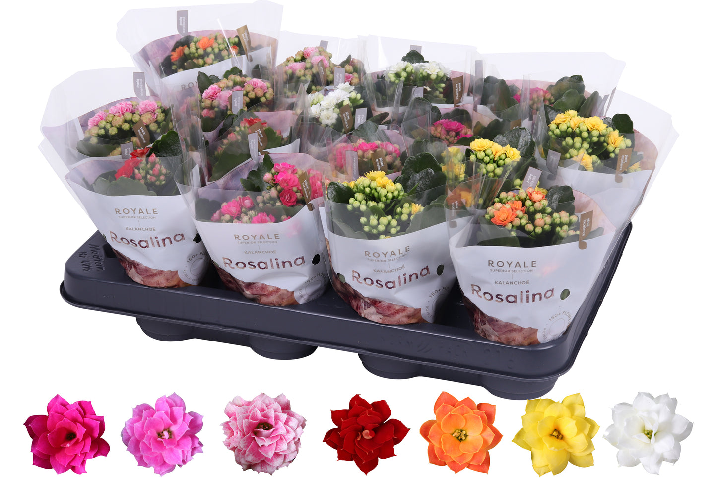 Kalanchoe Rosalina Royale mix 15cm 7cm Pot