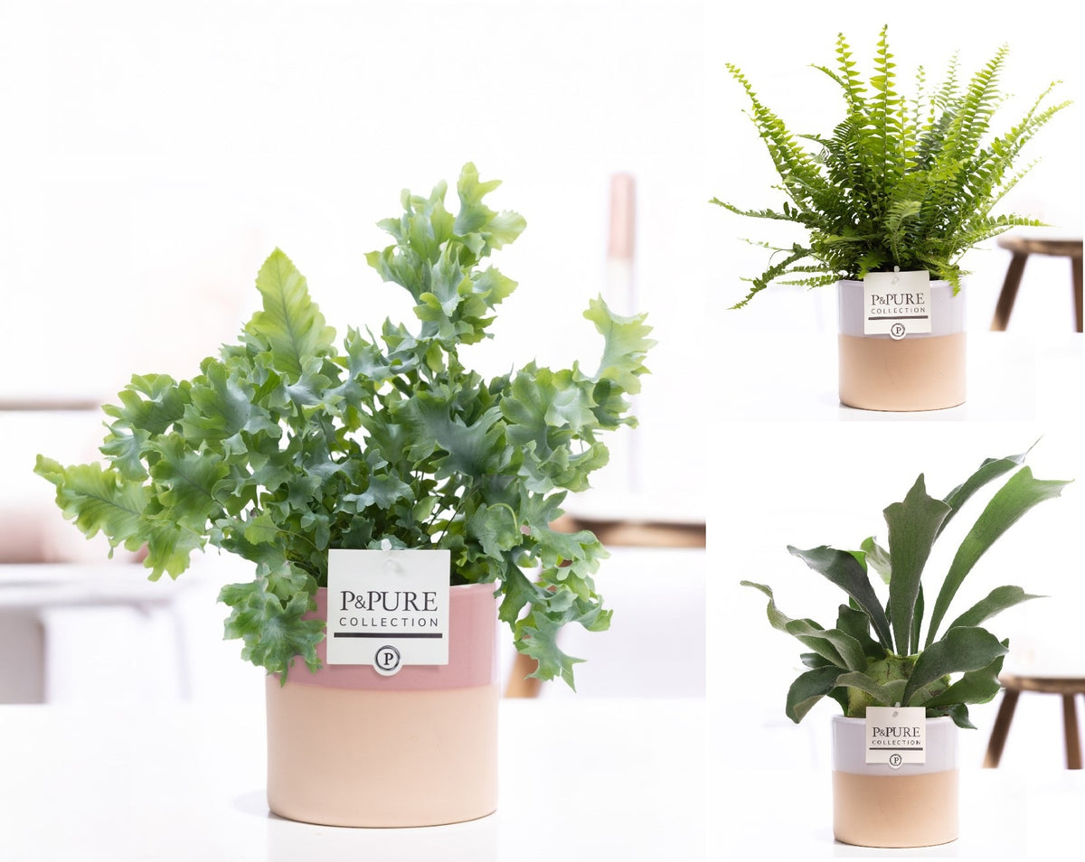 Ferns mix 35cm 12cm Pot