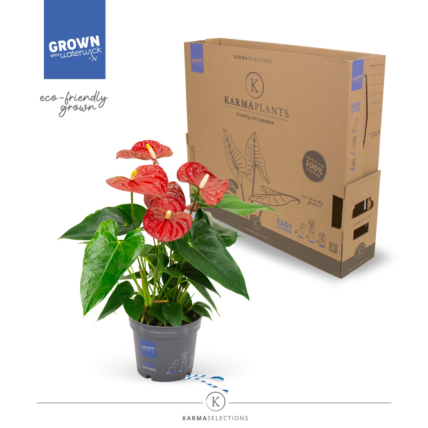 Riza Karma Plants Anthurium Karma Red Pack of 5